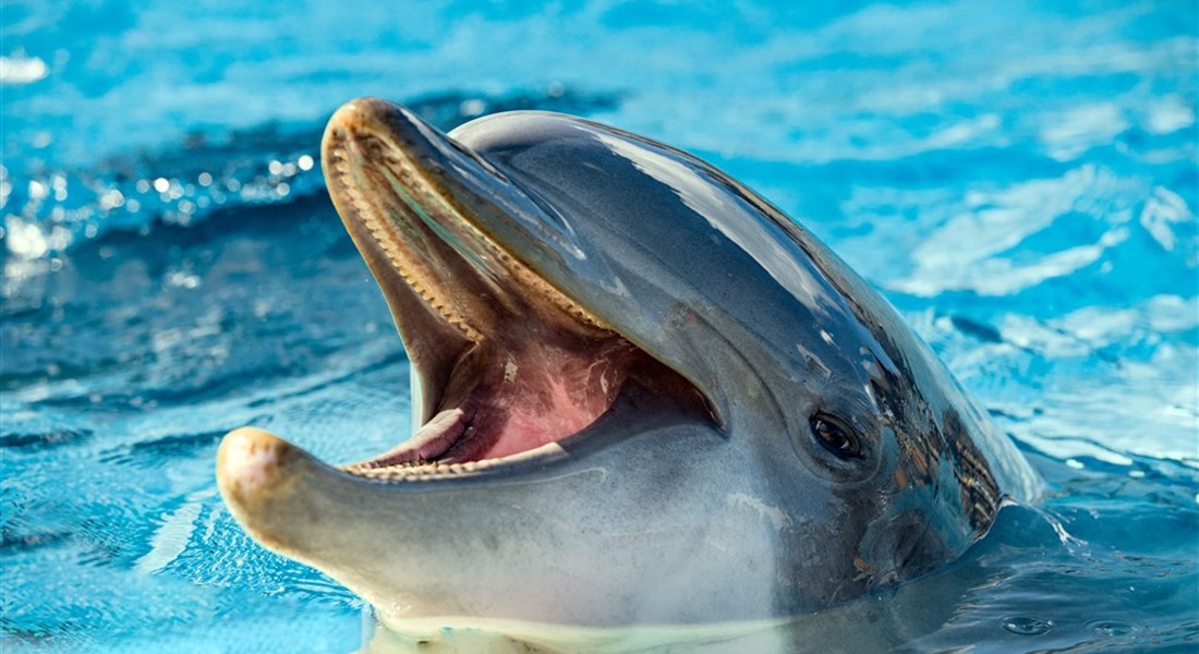 Delfinárium a ZOO Norimberk pro celou rodinu