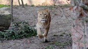 Delfinárium a ZOO Norimberk pro celou rodinu