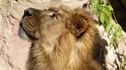 Delfinárium a ZOO Norimberk pro celou rodinu