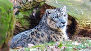 Delfinárium a ZOO Norimberk pro celou rodinu