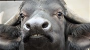 Delfinárium a ZOO Norimberk pro celou rodinu