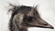 Delfinárium a ZOO Norimberk pro celou rodinu