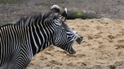 Delfinárium a ZOO Norimberk pro celou rodinu