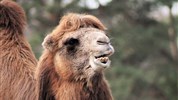 Delfinárium a ZOO Norimberk pro celou rodinu