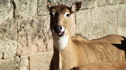 Delfinárium a ZOO Norimberk pro celou rodinu