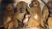 Delfinárium a ZOO Norimberk pro celou rodinu