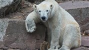 Delfinárium a ZOO Norimberk pro celou rodinu