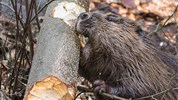 Delfinárium a ZOO Norimberk pro celou rodinu