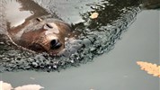 Delfinárium a ZOO Norimberk pro celou rodinu