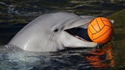 Delfinárium a ZOO Norimberk pro celou rodinu
