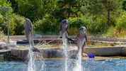 Delfinárium a ZOO Norimberk pro celou rodinu