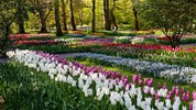 Amsterdam, pohádkový Giethoorn a rozkvetlý Keukenhof